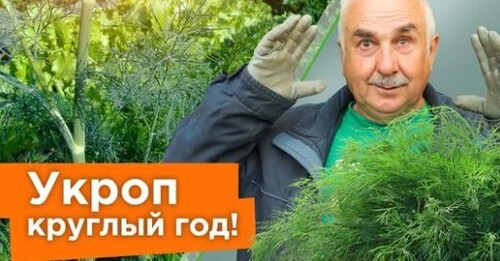 УКРОП ВЗОЙДЕТ ЩЕТКОЙ! Посейте так укроп, и быстрые всходы гарантированы!