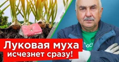 ИЗБАВЬТЕСЬ ОТ ЛУКОВОЙ И МОРКОВНОЙ МУХИ БЫСТРО И НАДОЛГО! Как защитить посадки доступными средствами