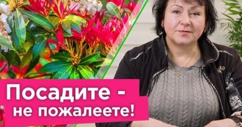 САМЫЙ КРАСИВЫЙ ЦВЕТОК ДЛЯ ТЕНИ! Посадите в саду и любуйтесь необычным цветением без лишних хлопот