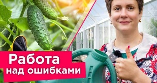 ОГУРЦЫ ВАМ ЭТОГО НЕ ПРОСТЯТ! 8 грубых ошибок при выращивании огурцов из-за которых вы теряете урожай