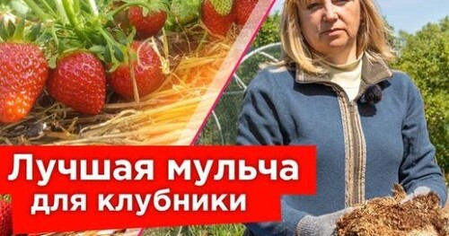 БУДЕТЕ СОБИРАТЬ КЛУБНИКУ ВЕДРАМИ ВСЕ ЛЕТО и МИНИМУМ ПОЛИВА! Вот простой прием!