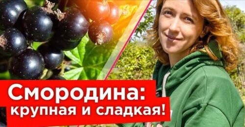 ДАЙТЕ ЭТО СМОРОДИНЕ В ИЮНЕ ДЛЯ КРУПНЫХ И СЛАДКИХ ЯГОД!