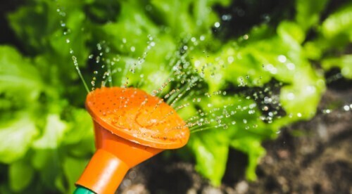 Зачем добавлять ржавые гвозди в банку с водой для полива растений