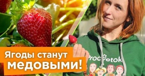 ПОЛЕЙТЕ ЭТИМ КЛУБНИКУ В ИЮНЕ ДЛЯ НАЛИВА И СЛАДОСТИ!