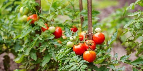 Что следует сделать с помидорами в июле, чтобы были крупные и вкусные