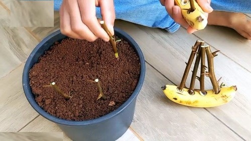Какой способ проращивания черенков пользуется популярностью у садоводов: нужен только банан