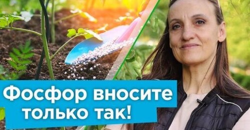 От ФОСФОРНЫХ УДОБРЕНИЙ НЕ БУДЕТ ПРОКУ, если не знать эти важные нюансы!