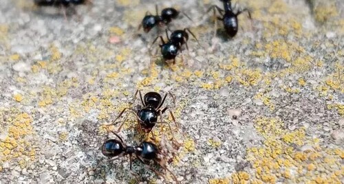 Защищаем плодовые деревья от муравьев