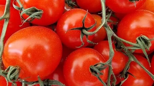 Чем полить помидоры, чтобы они выросли крупными и мясистыми