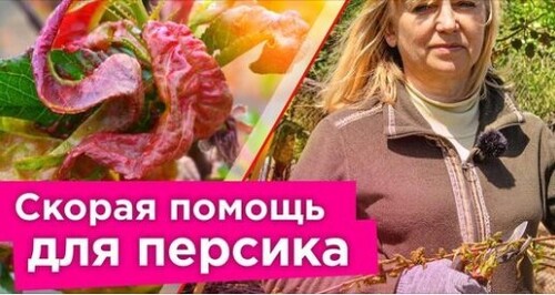 НА ПЕРСИКЕ КУРЧАВОСТЬ ЛИСТЬЕВ И КАМЕДЕТЕЧЕНИЕ? Вот как можно еще спасти дерево!