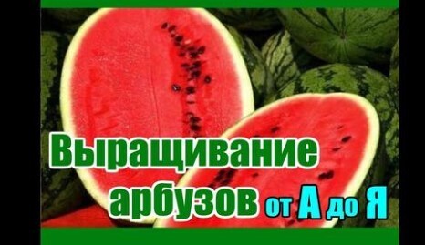 Выращивание арбузов от А до Я