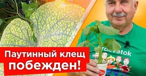 ОТ ПАУТИННОГО КЛЕЩА НА ОГУРЦАХ ПОМОГАЕТ МГНОВЕННО! Самые действенные средства от паутинного клеща