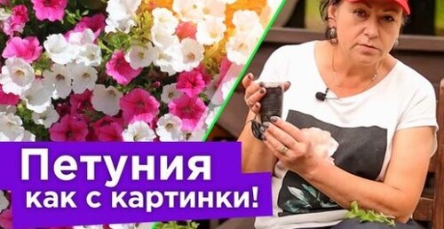 ДАЖЕ САМАЯ ХИЛАЯ ПЕТУНИЯ ПРЕВРАТИТСЯ В ЦВЕТУЩИЙ ШАР! Формируем и черенкуем петунию правильно