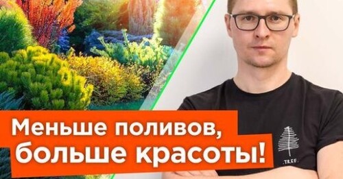 ЭТИ КУСТАРНИКИ ОБОЖАЮТ ЖАРУ! Неприхотливые и засухоустойчивые кустарники для солнечной стороны сада