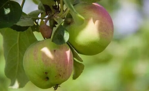 Можно ли сажать молодую яблоню на место выкорчеванной