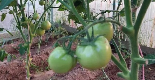 Чем нужно подкормить томаты во второй половине лета