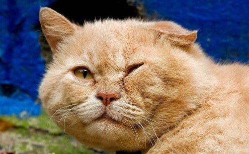 Кеша - Рыжий наглый деревенский кот