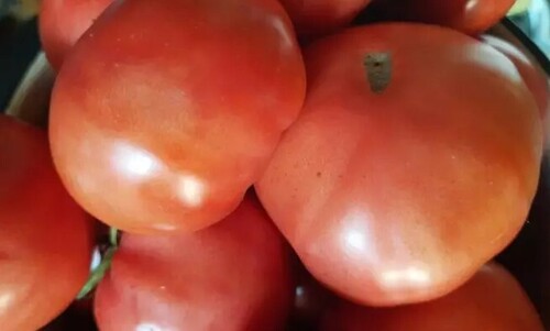  Как увеличить урожай помидоров с помощью соды