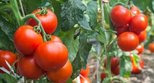 Уувеличиваем урожай томатов при помощи обычного молока