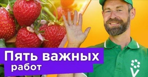 ЧТО ДЕЛАТЬ С КЛУБНИКОЙ ПОСЛЕ ПЛОДОНОШЕНИЯ? 5 важных работ, от которых зависит будущий урожай