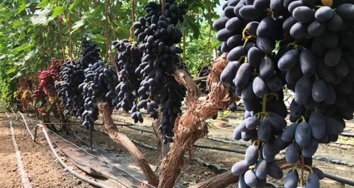 Выращивание винограда: основные тонкости и секреты