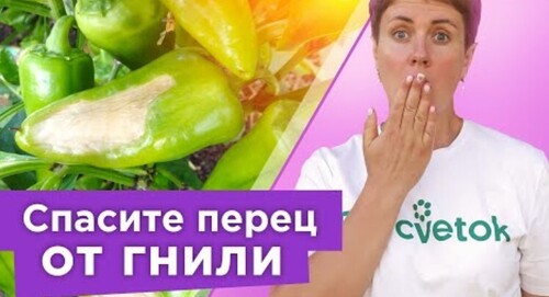 ПОДКОРМКА, КОТОРАЯ СПАСЕТ ПЕРЦЫ ОТ ВЕРШИННОЙ ГНИЛИ