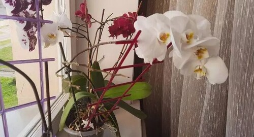  Как "уговорить" орхидею цвести круглый год
