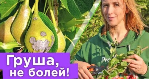 ОПРЕДЕЛЯЕМ БОЛЕЗНИ ГРУШИ ПО ЛИСТЬЯМ! Самые частые заболевания груш и чем их лечить