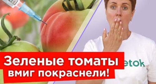 СОБРАЛИ ЗЕЛЕНЫЕ ПОМИДОРЫ? 5 мл этого продукта и все томаты быстро покраснеют и не будут гнить