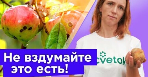 ЕСТЬ ЗАПРЕЩЕНО! ТАКИЕ ЯБЛОКИ И ГРУШИ ОПАСНЫ ДЛЯ ЗДОРОВЬЯ! Вот как опознать опасный фрукт