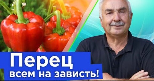 ПЕРЦЫ И БАКЛАЖАНЫ ЛОМАЮТСЯ ОТ УРОЖАЯ! Вот чем я подкармливал их весь сезон