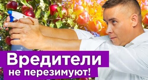 НЕ ДАЙТЕ ВРЕДИТЕЛЯМ ПЕРЕЗИМОВАТЬ! Срочно обработайте весь сад от вредителей до прихода морозов