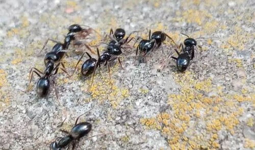 Как одолеть муравьев с помощью дешевой крупы