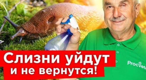 СЛИЗНИ НЕ ПЕРЕЗИМУЮТ, если посыпете почву этим удобрением осенью!