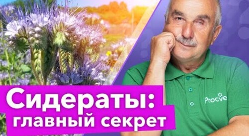 ЧТО ДЕЛАТЬ С СИДЕРАТАМИ ОСЕНЬЮ: заделывать или нет? Ответьте на эти 2 вопроса и будете знать точно!