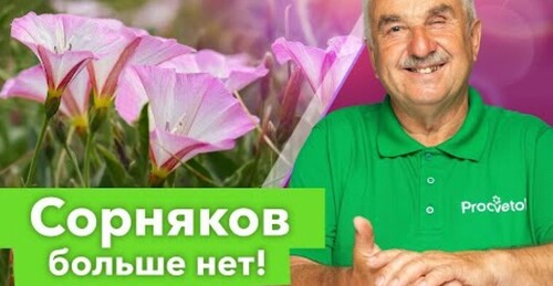 КАК ИЗБАВИТЬСЯ ОТ СОРНЯКОВ НАВСЕГДА? Агроном рассказал, как легко и просто победил сорняки в огороде