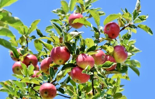 Какие правила ухода за яблоней нужно соблюдать осенью, чтобы не испортить дерево