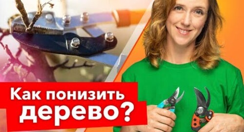 КРОНУ СНИЖАЕМ - УРОЖАЙНОСТЬ ПОВЫШАЕМ! Как уменьшить высоту дерева правильно и вовремя?