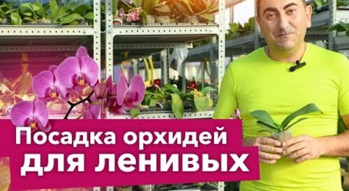 ОРХИДЕЯ БУДЕТ ЦВЕСТИ КАК СУМАСШЕДШАЯ, если посадить ее по всем правилам!