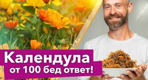 СЕЮ КАЛЕНДУЛУ ВЕЗДЕ И БЕД НЕ ЗНАЮ! Полезные свойства календулы для здоровья, сада и огорода