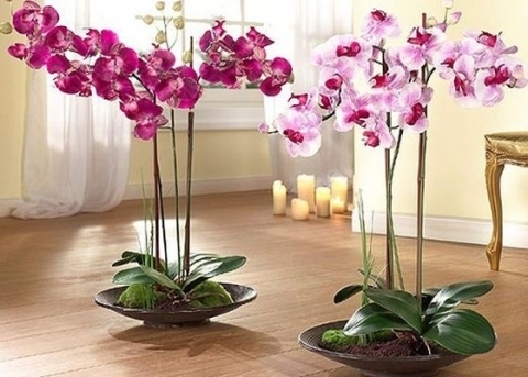 Как заставить орхидею цвести всю зиму