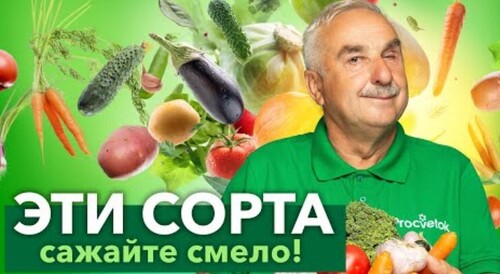 СОРТА ОВОЩЕЙ, ЗА КОТОРЫЕ РУЧАЮСЬ ГОЛОВОЙ! Вот какие сорта каждый год выращивает известный агроном