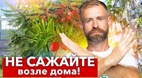 КАКИЕ ДЕРЕВЬЯ НЕЛЬЗЯ САЖАТЬ РЯДОМ С ДОМОМ? 7 деревьев, от которых лучше избавиться и не высаживать