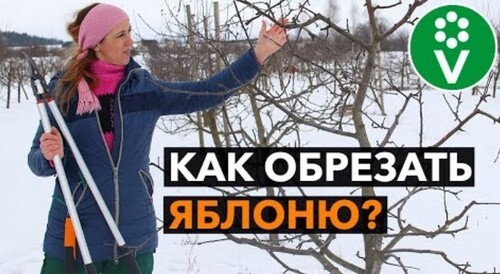 ЗОЛОТЫЕ ПРАВИЛА ОБРЕЗКИ ЯБЛОНИ. Теперь все понятно!