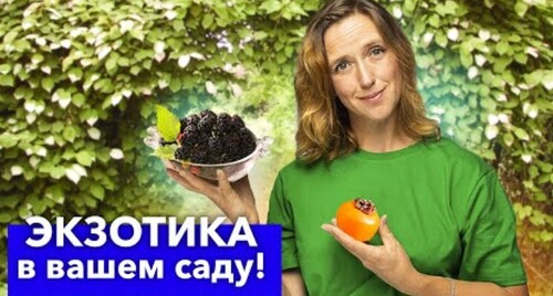 5 ДИКОВИННЫХ РАСТЕНИЙ ДЛЯ САДА, которые скупают тысячами в последние годы! Вырастут и у вас!