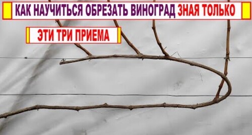 Даже не думай начинать ОБРЕЗКУ ВИНОГРАДА, если не знаешь ЭТИ ТРИ ПРИЕМА. Вертикальная полярность!