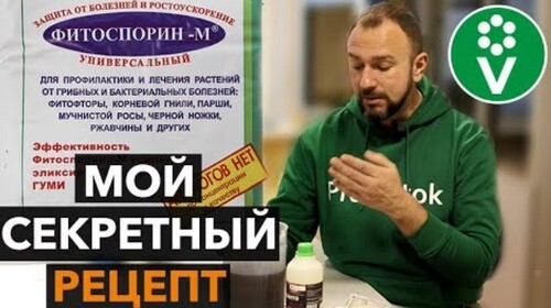 РАЗБУДИТЕ ФИТОСПОРИН! Простой способ усилить действие биопрепарата в 10 раз!