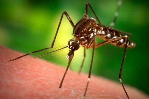 Почему вас комары кусают чаще чем других людей