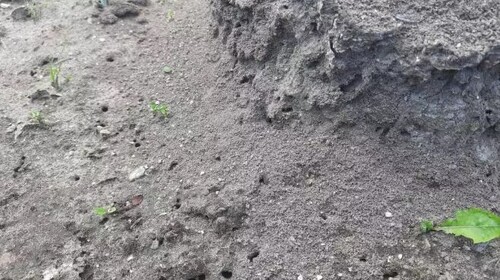 Как заставить муравьев покинуть дачный участок